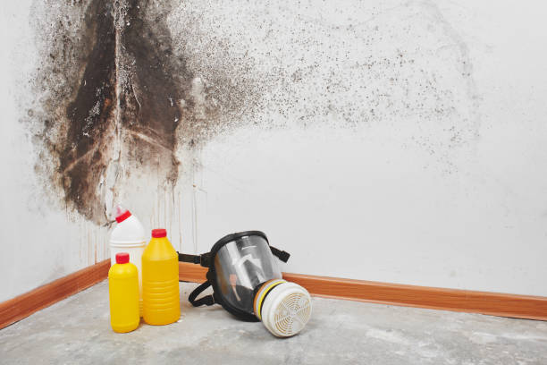 Best Commercial Mold Removal  in Avila Beach, CA