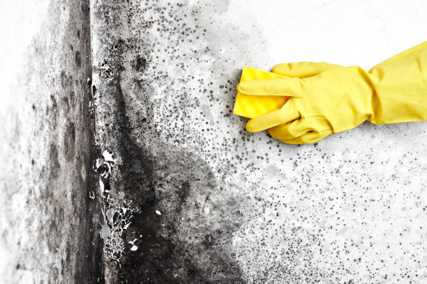 Best Toxic Mold Removal  in Avila Beach, CA