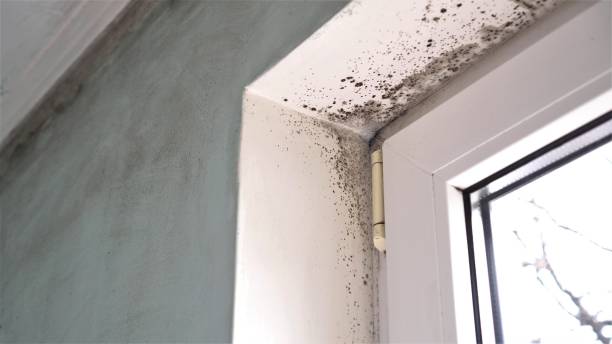 Best Residential Mold Removal  in Avila Beach, CA