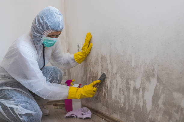 Best Certified Mold Removal  in Avila Beach, CA