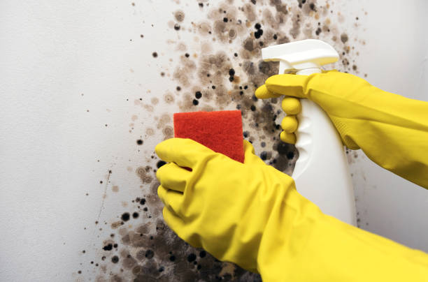 Professional Mold Removal in Avila Beach, CA