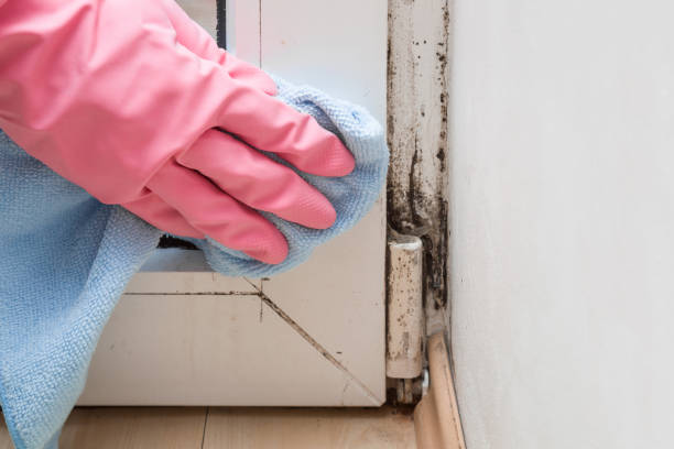 Attic Mold Removal in Avila Beach, CA