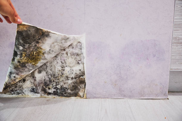 Best Mold Removal Company Near Me  in Avila Beach, CA